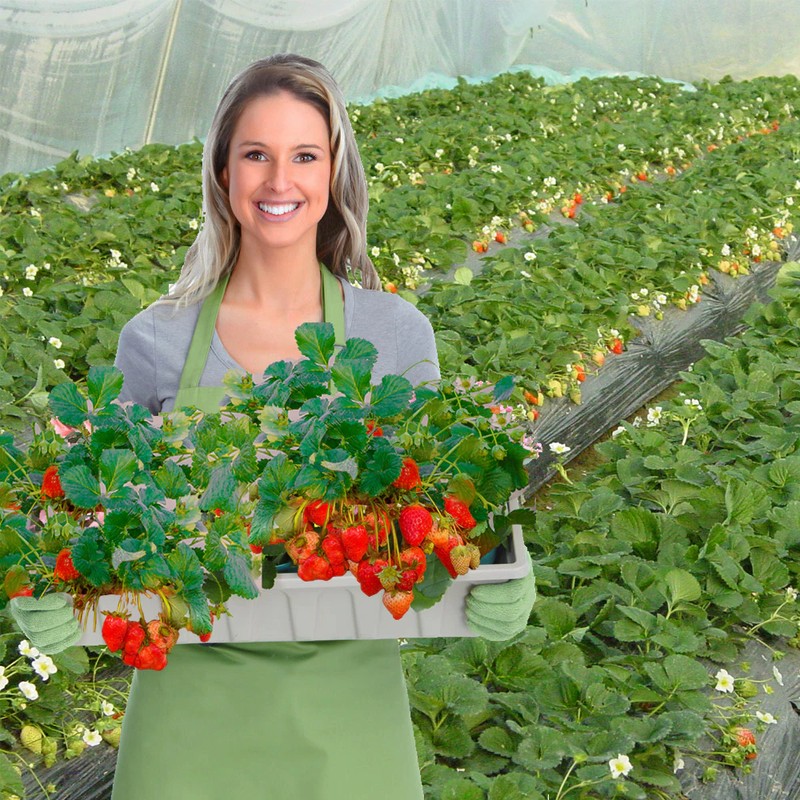 草莓肥料主图 (4)